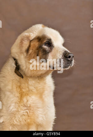 Die Hunde von Menschen aus einem herrenlosen Tiere Tierheim geworfen Stockfoto