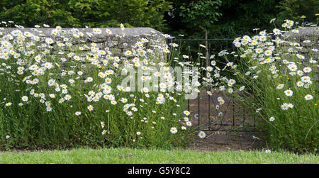 Oxeye Daisy Blumen wachsen vor einem schmiedeeisernen Tor und Mauer. Bampton, Oxfordshire, England Stockfoto