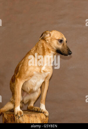 Die Hunde von Menschen aus einem herrenlosen Tiere Tierheim geworfen Stockfoto