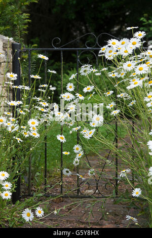 Oxeye Daisy Blumen wachsen vor einem schmiedeeisernen Tor und Mauer. Bampton, Oxfordshire, England Stockfoto