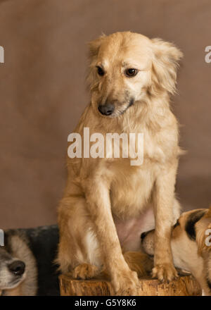 Die Hunde von Menschen aus einem herrenlosen Tiere Tierheim geworfen Stockfoto