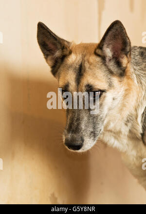 Die Hunde von Menschen aus einem herrenlosen Tiere Tierheim geworfen Stockfoto