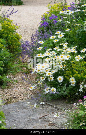 Blumen-Oxeye Gänseblümchen auf einer Hütte Gartenweg. Cotswolds. England Stockfoto