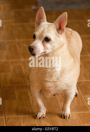 Die Hunde von Menschen aus einem herrenlosen Tiere Tierheim geworfen Stockfoto