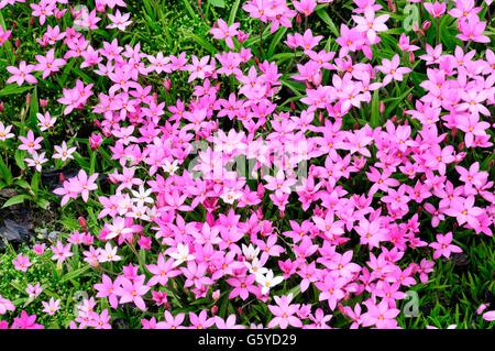 Rhodohypoxis Sorten kleine rosa mehrjährige Blumen Stockfoto