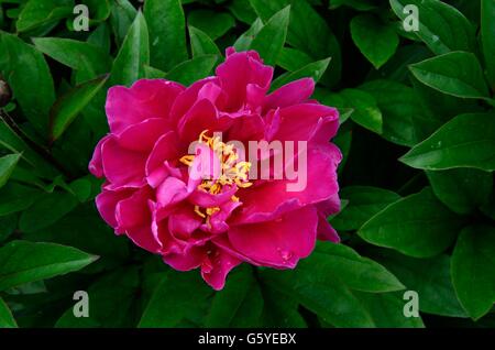 Rosa Pfingstrose Blume Paeonia Lactiflora Agida Stockfoto