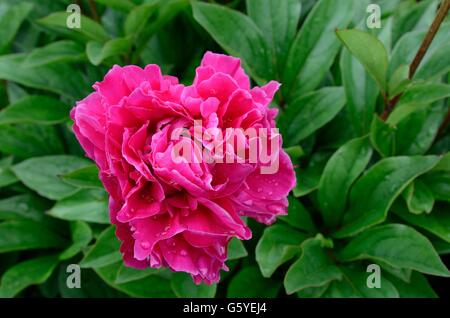 Rosa Pfingstrose Blume Paeonia Lactiflora Agida Stockfoto