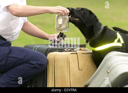 Großbritanniens erste Polizeihund ist in der Lage, Sniff, tierische Erzeugnisse Stockfoto