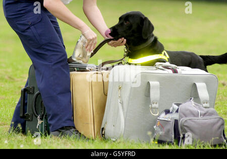 Samos, ein einjähriger schwarzer labrador, schnüffelt während der Trainingsübungen im Metropolitan Police Dog Training Establishment in der Nähe von Bromley in Kent einen Behälter aus, in dem Fleisch gelagert wird. S *....amos und ihr Bruder Hesky sind die ersten Hundeaugen in Großbritannien, die ausgebildet wurden, um in Häfen und Flughäfen Einfuhren von Fleisch, Fisch und anderen tierischen Produkten zu schnuppern. Im Rahmen eines Pilotprojekts werden die beiden Hunde in den nächsten Monaten am Flughafen Heathrow stationiert sein und ihre Ausbildung in die Tat umsetzen. Stockfoto