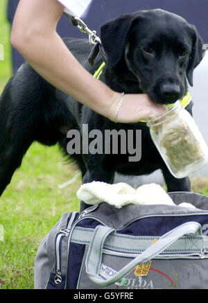 Samos, ein einjähriger schwarzer labrador, schnüffelt während der Trainingsübungen im Metropolitan Police Dog Training Establishment in der Nähe von Bromley in Kent einen Behälter aus, in dem Fleisch gelagert wird. *....Samos und ihr Bruder Hesky haben sich zu den ersten Hundeaugen in Großbritannien entwickelt, die ausgebildet wurden, um in Häfen und Flughäfen Einfuhren von Fleisch, Fisch und anderen tierischen Produkten zu schnuppern. Im Rahmen eines Pilotprojekts werden die beiden Hunde in den nächsten Monaten am Flughafen Heathrow stationiert sein und ihr Training in die Tat umsetzen. Stockfoto