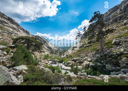 Berglandschaft in Golo Tal, Natur Naturpark von Korsika, Parc Naturel Régional de Corse, Korsika, Frankreich Stockfoto