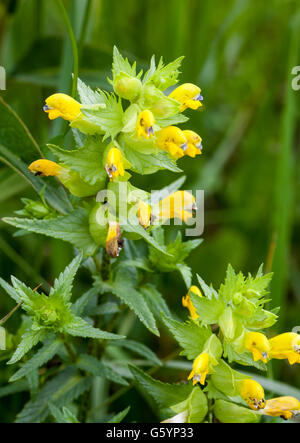 Größere gelb-Rassel (Rhinanthus Angustifolius) Stockfoto