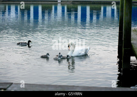 weisser Schwan Mutter und fünf Cygnets auf der Themse in Henley und Ente mit Reflexion der Henley Regatta Zelte Hintergrund Stockfoto