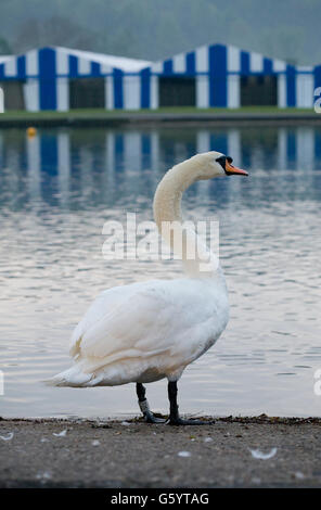Ein weißer Schwan gleitet auf der Themse mit dem blau-weißen Festzelt der Henley Royal Regatta im Hintergrund Stockfoto