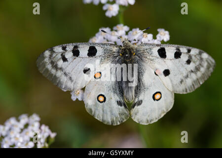 Berg-Apollo (Apollo schon) sitzt auf einer weißen Blüte Stockfoto