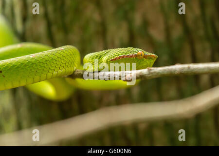 Wagler Pitviper (Tropidolaemus Wagleri) Schlange, gesehen in einem Baum im Bako Nationalpark, Borneo Stockfoto