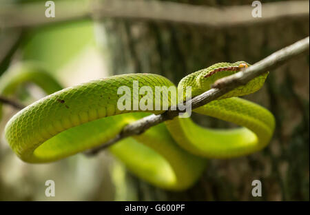 Wagler Pitviper (Tropidolaemus Wagleri) Schlange, gesehen in einem Baum im Bako Nationalpark, Borneo Stockfoto