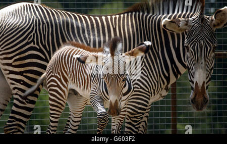 Junge Zebras mit Mutter in Winchester Stockfoto