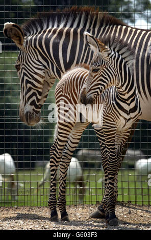 Junge Zebras mit Mutter in Winchester Stockfoto
