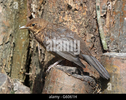 Nahaufnahme von eine junge Amsel Stockfoto