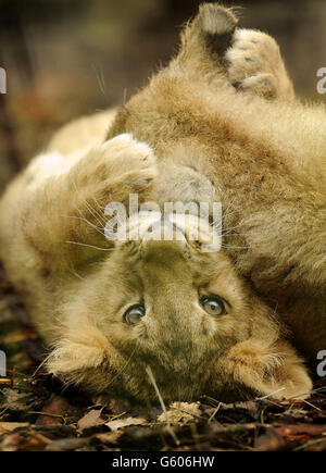 Die viereinhalb Monate alten asiatischen Löwenjungen Kamran und Ketan spielen in ihrem neuen Zuhause, nachdem sie zum ersten Mal in ihrem Gehege für die Öffentlichkeit in den Bristol Zoo Gardens freigelassen wurden. Stockfoto