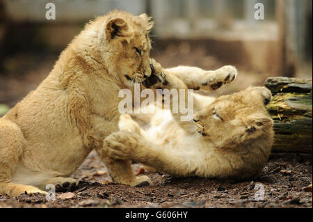 Die viereinhalb Monate alten asiatischen Löwenjungen Kamran und Ketan spielen in ihrem neuen Zuhause, nachdem sie zum ersten Mal in ihrem Gehege für die Öffentlichkeit in den Bristol Zoo Gardens freigelassen wurden. Stockfoto