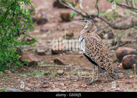 Schwarzbäuchigen Trappe im Krüger-Nationalpark, Südafrika; Specie Lissotis Melanogaster Familie Otididae Stockfoto