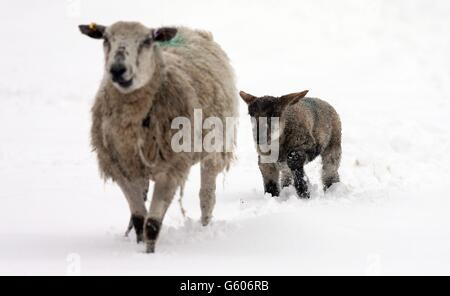 Ein Frühlingslamm folgt seiner Mutter durch ein schneebedecktes Feld in Northop, Nordwales. Stockfoto