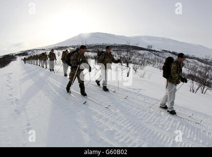 Marines Ski während des Trainings, als Truppen nehmen an der Übung Haarspring 2013, die sich auf das Überleben bei kaltem Wetter und Kriegstraining für Royal Marines Commando Reservisten in den Bergen bei Porsanger Garrison bei Lakselv, Norwegen konzentriert. Stockfoto