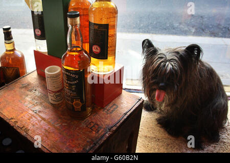 Ein Hund sitzt im Schaufenster von Cadenhead's Shop, einem der ältesten unabhängigen Abfüller Schottlands für Whisky auf der Royal Mile in Edinburgh. Master Blender aus der ganzen Welt treffen sich nächsten Monat in Schottland auf der Suche nach dem besten Whisky des Jahres. Stockfoto