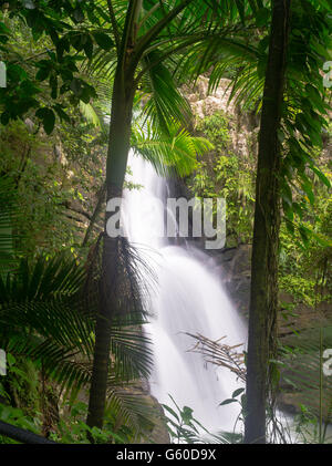 Die Menschen genießen die Abkühlung im La Mina Falls, El Yunque Falls, Puerto RIco. Stockfoto