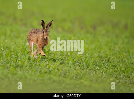 Ein brauner Hase Lepus Europaeus läuft auf Kamera in eine Yorkshire-Wiese Stockfoto