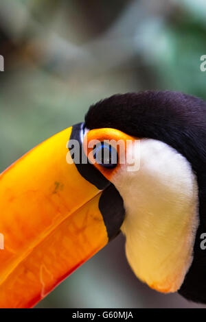 Riesentukan (Ramphastos Toco) Nahaufnahme Stockfoto