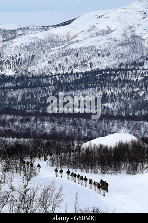 Marines Ski während der Übung Haarspring 2013, die sich auf das Überleben bei kaltem Wetter und Kriegstraining für Royal Marines Commando Reservisten in der Bergkette in der Nähe von Porsanger Garrison bei Lakselv, Norwegen konzentriert. Stockfoto