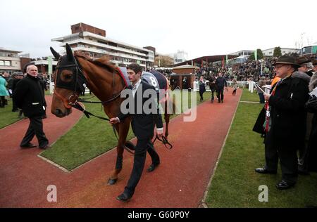 Pferde im Paradering vor der William Hill Supreme Novices' Hurdle am ersten Tag des Cheltenham Festivals 2013 auf der Cheltenham Racecourse, Gloucestershire. Stockfoto