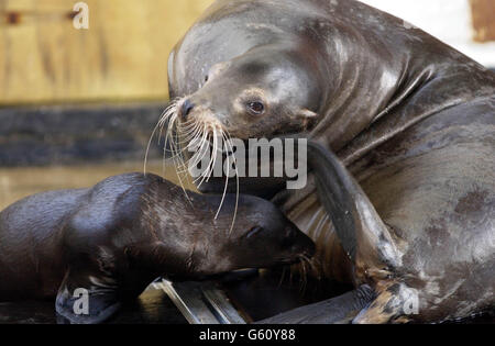 Morgan, der zwei Monate alte Kalifornier Sealion, säugt von seiner Mutter Liz, im Whipsnade Wild Animal Park, Dunstable, Bedfordshire. Morgan, die derzeit 8 Kilo wiegt und 2 Meter lang ist, verbringt Zeit mit Mama. * ... bevor Sie sich dem Rest der Familie in der Sealion-Ausstellung in der Whipsnade anschließen. Der junge Junge wird voraussichtlich auf etwa 2.2 Meter Länge wachsen und etwa 275 Kilogramm wiegen. Stockfoto