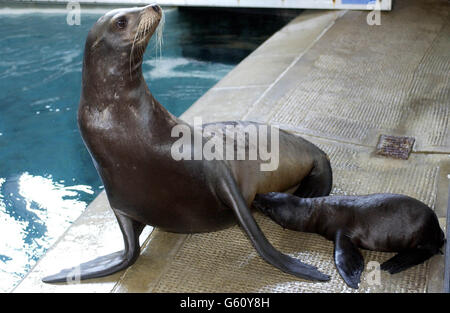 Morgan - Seelöwe Pup Stockfoto