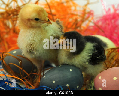 Neuen Küken in Twycross Stockfoto