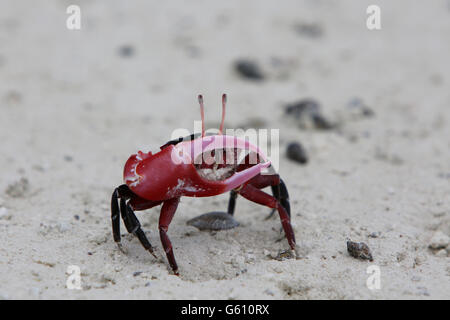 Rote Klauen Fiedlerkrabbe, Weihnachtsinsel, Kiribati Stockfoto