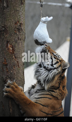 Ostern-Leckerbissen für London Zoo Tiger Stockfoto