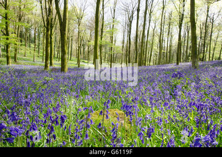 Glockenblumen [Hyacinthoides non-Scripta] als ein Teppich unter dem Vordach der gemeinsamen Buche Bäume wachsen. West Sussex, UK. Mai. Stockfoto