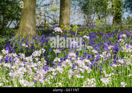 Glockenblumen [Hyacinthoides non-Scripta] und Kuckuck Blume oder Damen-Kittel [Cardamine Pratensis] im Wald in Sussex, UK. Mai Stockfoto