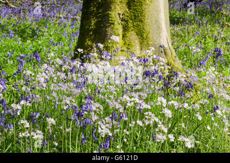 Glockenblumen [Hyacinthoides non-Scripta] und Kuckuck Blume oder Damen-Kittel [Cardamine Pratensis] im Wald in Sussex, UK. Mai Stockfoto