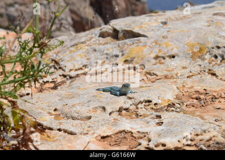 Podarcis Pityusensis Formenterae Echse auf Stein Stockfoto