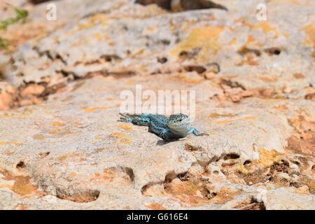 Podarcis Pityusensis Formenterae Echse auf Stein Stockfoto