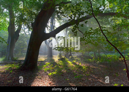 Buchen Herbstmorgen Ashridge Hertfordshire Stockfoto