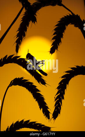 Desert Locust Schistocerca Gregaria bei Sonnenuntergang in Getreide Stockfoto