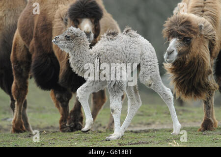 Ein drei Tage altes baktriisches Kamel erkundet sein Gehege zum ersten Mal im West Midlands Safari Park, Bewdley. Stockfoto