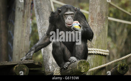 Ein Schimpansen mit einem Osterei im Blair Drummond Safari Park in Stirling. DRÜCKEN SIE VERBANDSFOTO. Bilddatum: Freitag, 29. März 2013. Ostern ist den Bewohnern von Chimpanzee Island im Blair Drummond Safari Park in Form einer Ostereiersuche ein wenig zu früh gekommen. Die Mitarbeiter bemalten riesige Straußeneier und füllten sie dann mit Leckereien wie Joghurt, Honig, Erdnussbutter und Mehlwürmern, um ihren Tieren ein leckeres Leckerbissen zu bieten. DRÜCKEN SIE VERBANDSFOTO. Bilddatum: Freitag, 29. März 2013. Bildnachweis sollte lauten: Danny Lawson/PA Wire Stockfoto