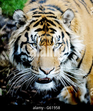 Jae Jae, der männliche Sumatratiger des Londoner Zoos im neu eröffneten Tigergehege des Londoner Zoos im Londoner Zoo, London. DRÜCKEN Sie VERBANDSFOTO. Bilddatum: Mittwoch, 27. März 2013. Bildnachweis sollte lauten: Nick Ansell/PA Wire Stockfoto